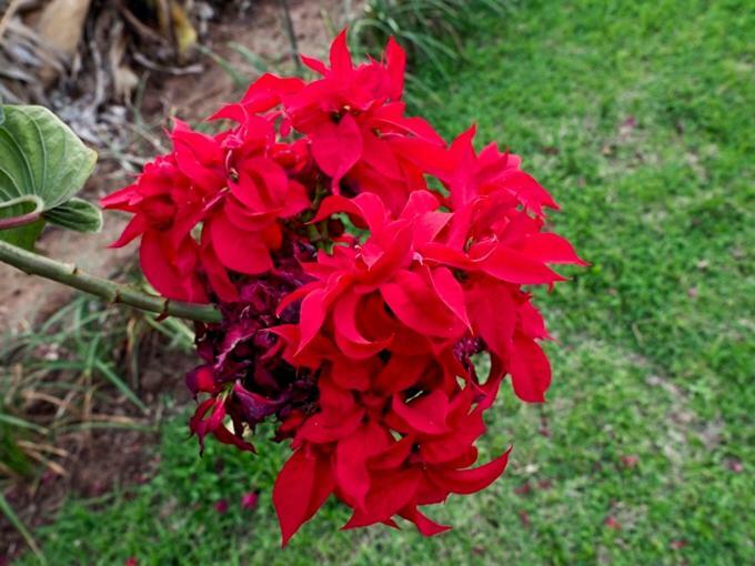 Poinsettia Family Cottage Hazyview Exteriér fotografie
